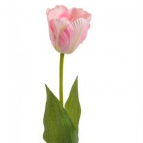 Tulp met roze open bloem, 58cm