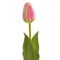40% Korting; Tulp met roze gesloten knop, 58cm