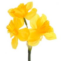 3 stuks, Narcissus  geel, 42cm