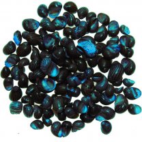 Schelp Nerita Communis blauw, 100 gram