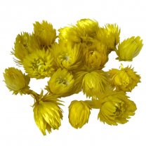 Kaapse droogbloemetjes Geel, 12 stuks