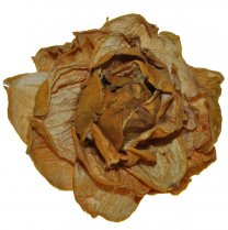 Droogbloem Landlotus okergele pioen, 10cm