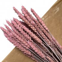 Triticum, Frosted Pink, Frosted roze, 50 gram, 40cm