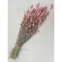 Gedroogde Frosted roze Phalaris , 50 gram, 40cm