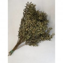 Ruscus NATUREL GREEN, 60cm, 5 takken