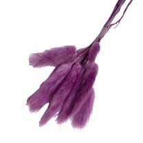Hazenstaart, Lagurus Lilac, 12 stuks, 25cm