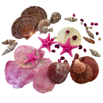 Roze gemengde schelpenmix met felle roze zeesterretjes