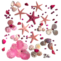 Roze gemengde schelpenmix met zeesterren