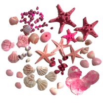 Roze schelpenmix met zeesterren met 2 grote zeesterren