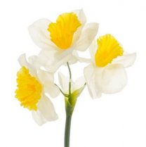 3 stuks, Narcis crème-geel, 42cm