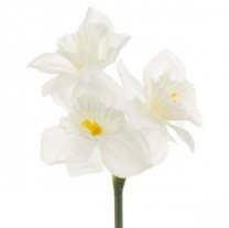 Narcis crème-wit, 42cm