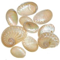 Haliotus pearl, 50 gram