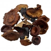 Golden mushroom naturel, 12 stuks
