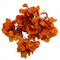 Hortensia Oranje-geel gepreserveerd
