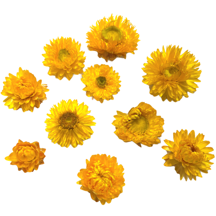 Vrijgekomen Duplicatie Kort leven Gedroogde Helichrysum GEEL, losse bloemen, 10 stuks